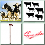 Cattle and Cane